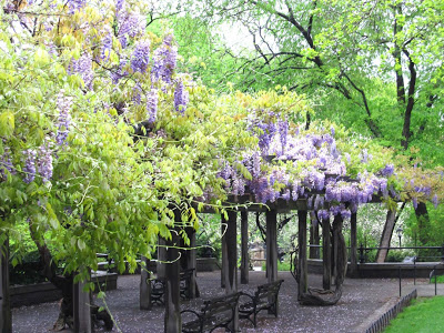 Central Park wisteria pergola